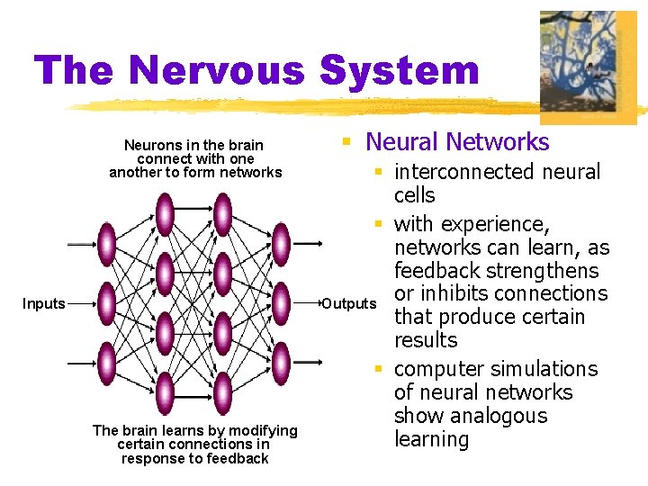 The Nervous System Neurons in the brain connect with one another to form networks