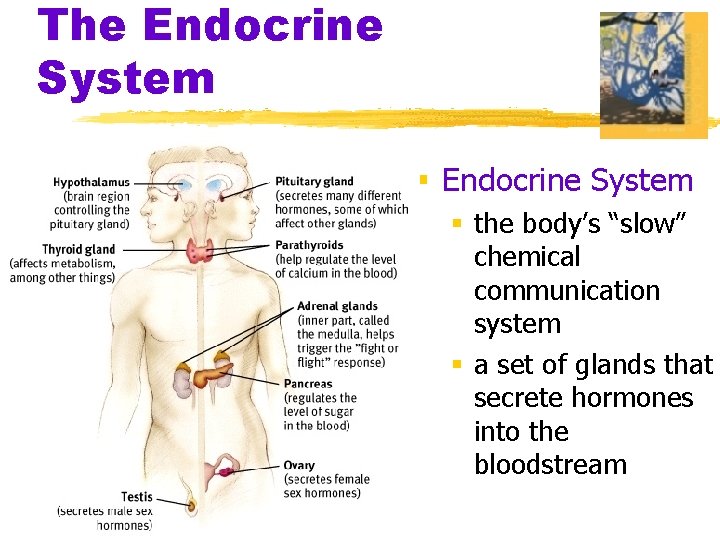 The Endocrine System § the body’s “slow” chemical communication system § a set of