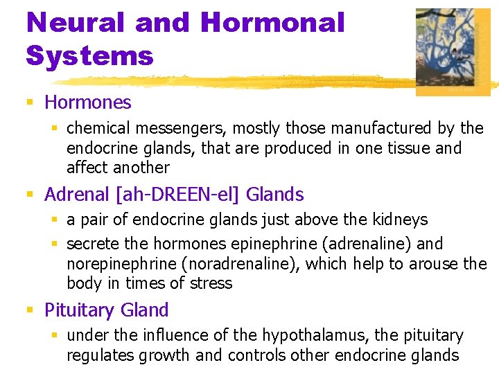 Neural and Hormonal Systems § Hormones § chemical messengers, mostly those manufactured by the