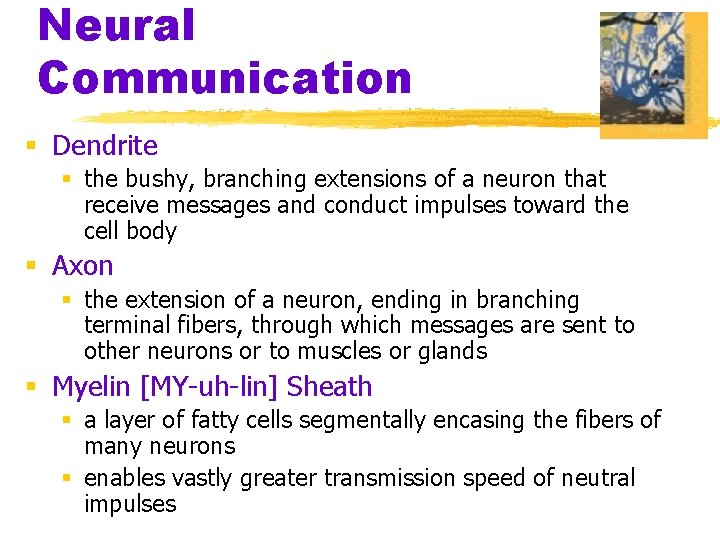 Neural Communication § Dendrite § the bushy, branching extensions of a neuron that receive