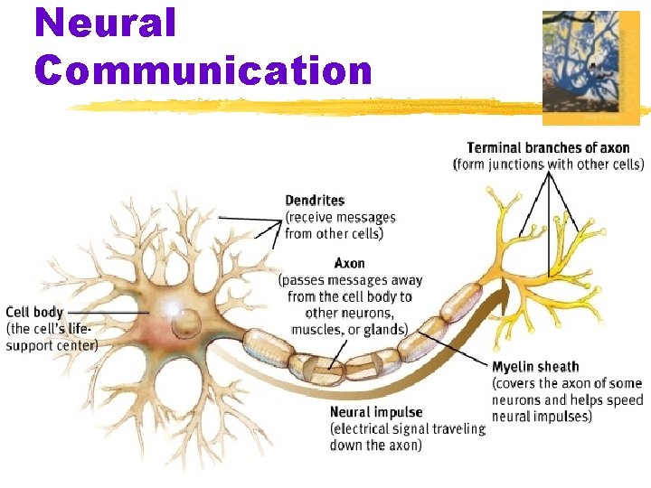 Neural Communication 