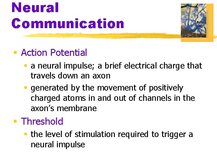 Neural Communication § Action Potential § a neural impulse; a brief electrical charge that