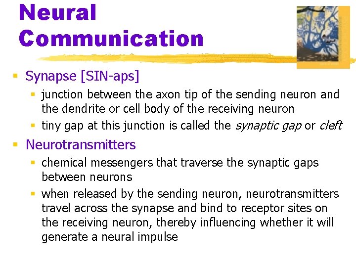 Neural Communication § Synapse [SIN-aps] § junction between the axon tip of the sending