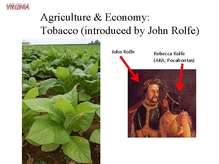 VIRGINIA Agriculture & Economy: Tobacco (introduced by John Rolfe) John Rolfe Rebecca Rolfe (AKA,