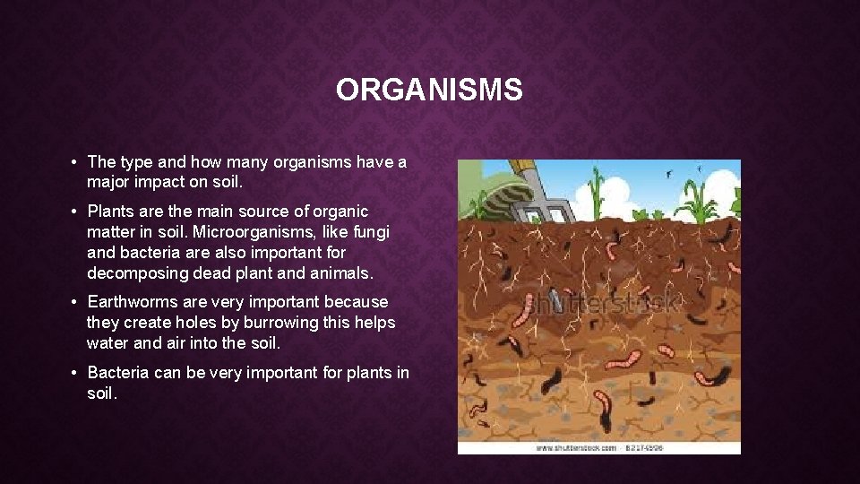 ORGANISMS • The type and how many organisms have a major impact on soil. ORGANISMS • The type and how many organisms have a major impact on soil.