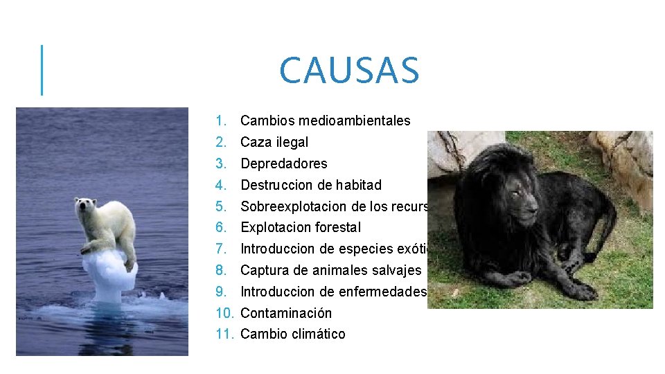 CAUSAS 1. Cambios medioambientales 2. Caza ilegal 3. Depredadores 4. Destruccion de habitad 5.