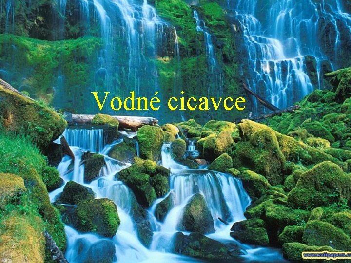 Vodné cicavce 