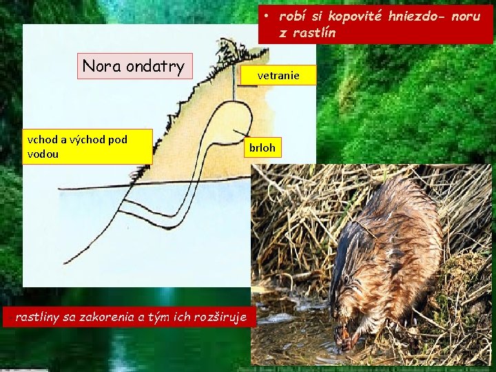  • robí si kopovité hniezdo- noru z rastlín Nora ondatry vchod a východ