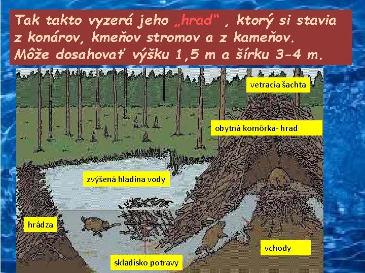 Tak takto vyzerá jeho „hrad“ , ktorý si stavia z konárov, kmeňov stromov a