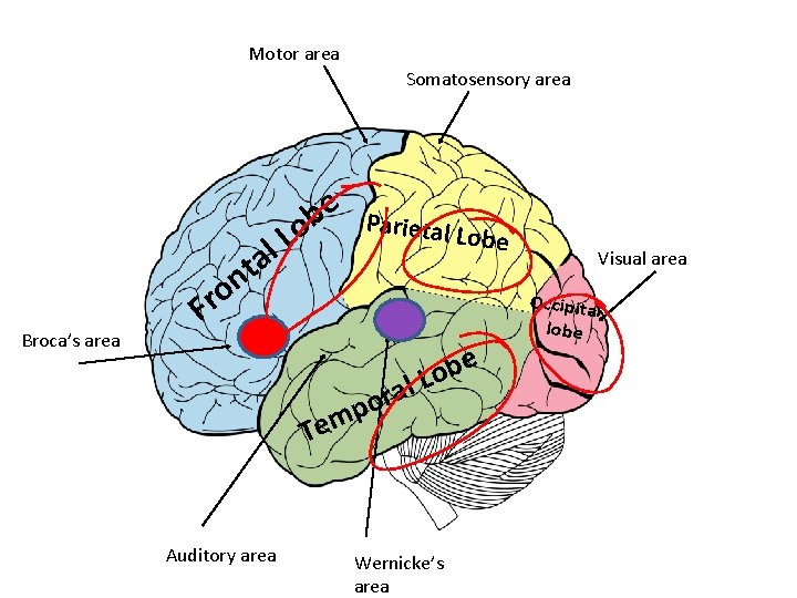 Motor area Somatosensory area l a t Broca’s area n o Fr e b