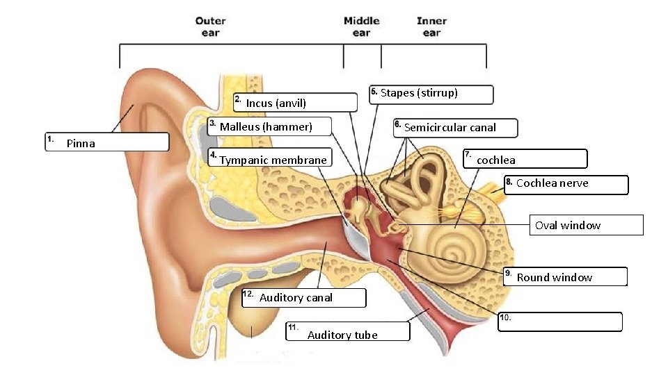 Stapes (stirrup) Incus (anvil) Malleus (hammer) Semicircular canal Pinna Tympanic membrane cochlea Cochlea nerve