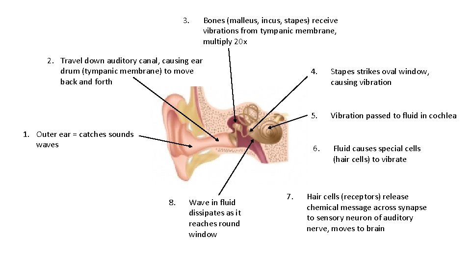 3. Bones (malleus, incus, stapes) receive vibrations from tympanic membrane, multiply 20 x 2.