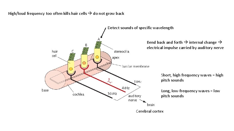 High/loud frequency too often kills hair cells do not grow back Detect sounds of