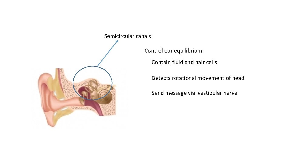 Semicircular canals Control our equilibrium Contain fluid and hair cells Detects rotational movement of