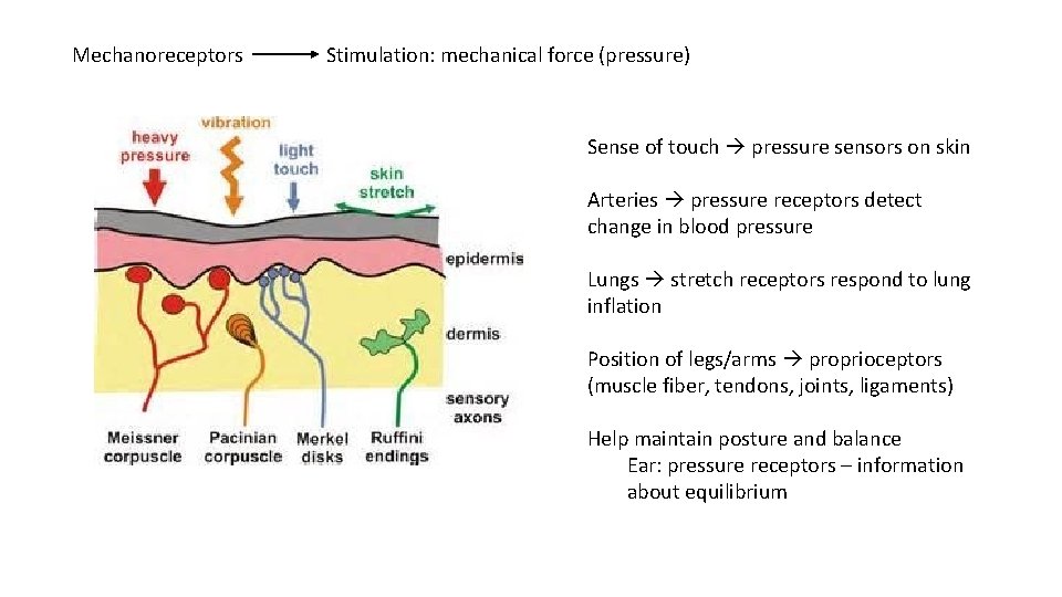 Mechanoreceptors Stimulation: mechanical force (pressure) Sense of touch pressure sensors on skin Arteries pressure