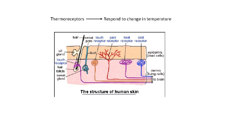 Thermoreceptors Respond to change in temperature 
