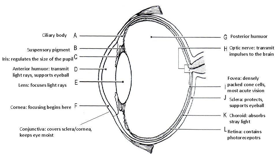 Ciliary body Suspensory pigment Iris: regulates the size of the pupil Anterior humuor: transmit