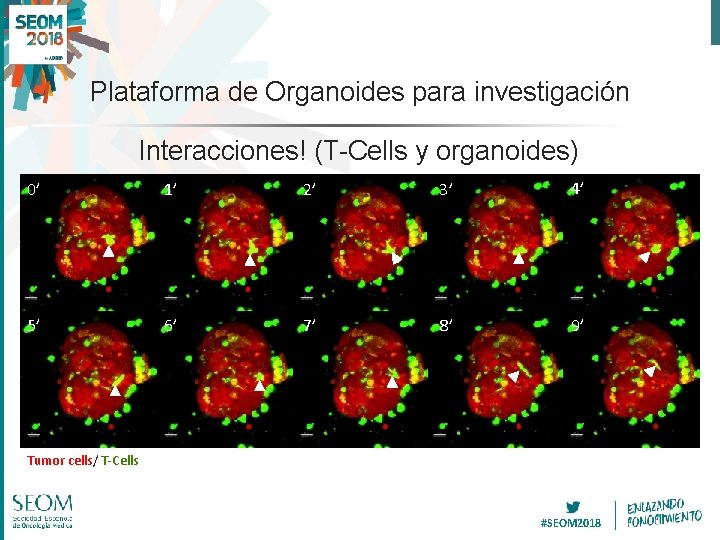 Plataforma de Organoides para investigación Interacciones! (T-Cells y organoides) 0’ 1’ 2’ 3’ 4’