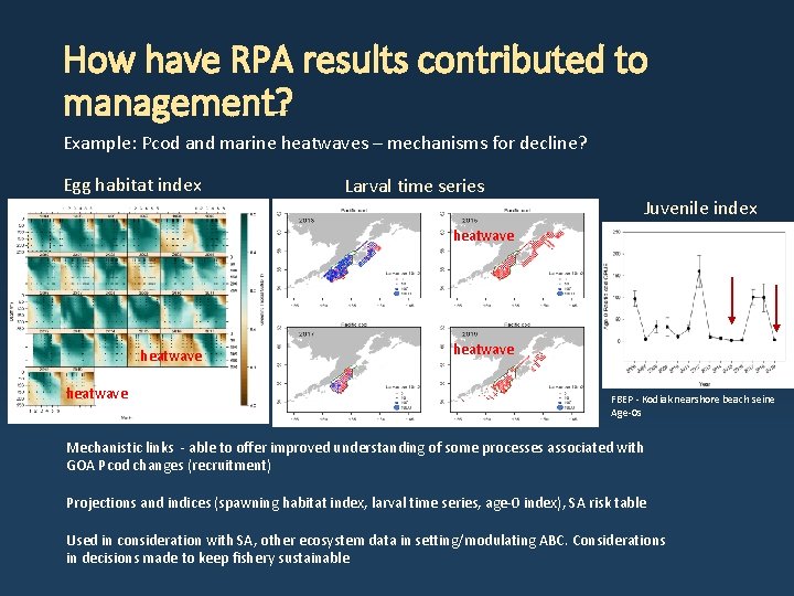 How have RPA results contributed to management? Example: Pcod and marine heatwaves – mechanisms How have RPA results contributed to management? Example: Pcod and marine heatwaves – mechanisms