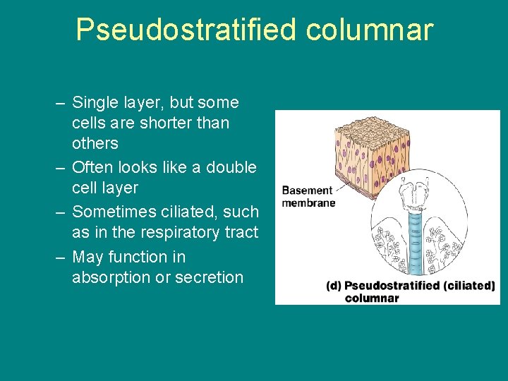 Pseudostratified columnar – Single layer, but some cells are shorter than others – Often
