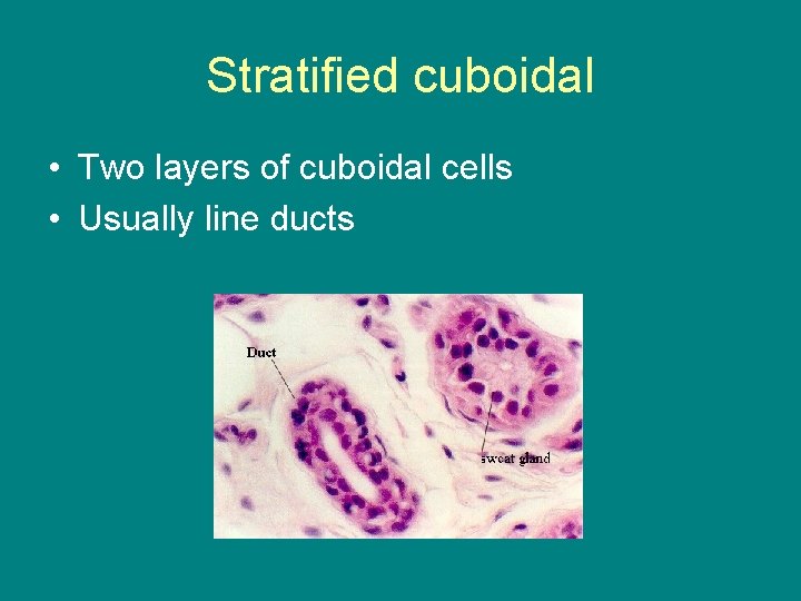 Stratified cuboidal • Two layers of cuboidal cells • Usually line ducts 