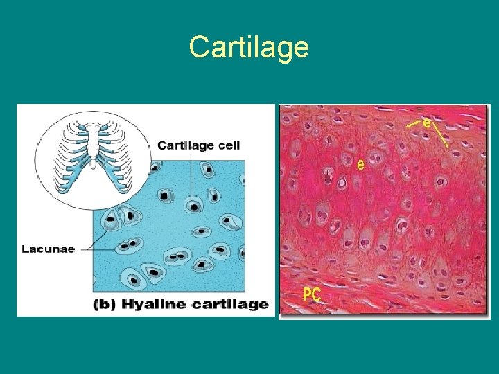 Cartilage 