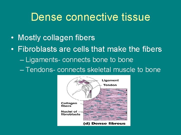 Dense connective tissue • Mostly collagen fibers • Fibroblasts are cells that make the