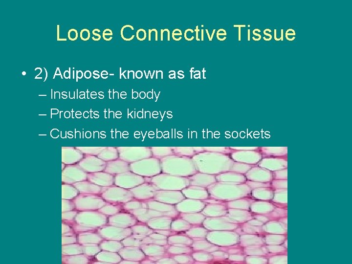 Loose Connective Tissue • 2) Adipose- known as fat – Insulates the body –