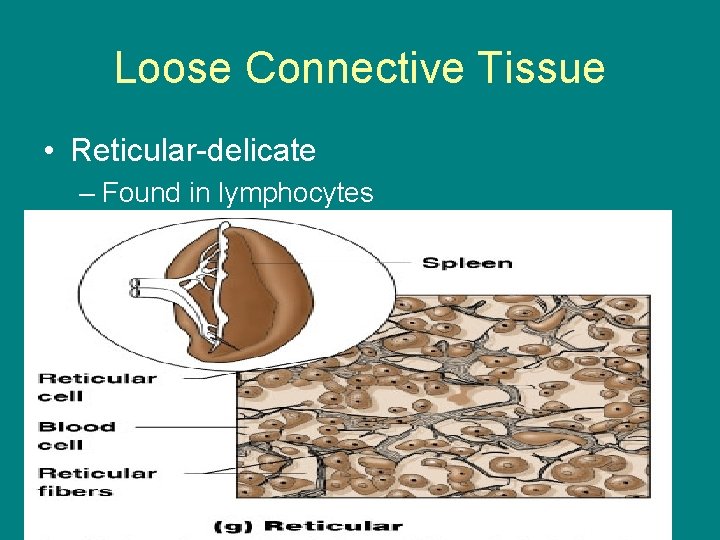 Loose Connective Tissue • Reticular-delicate – Found in lymphocytes 