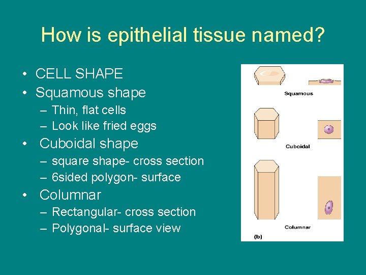 How is epithelial tissue named? • CELL SHAPE • Squamous shape – Thin, flat