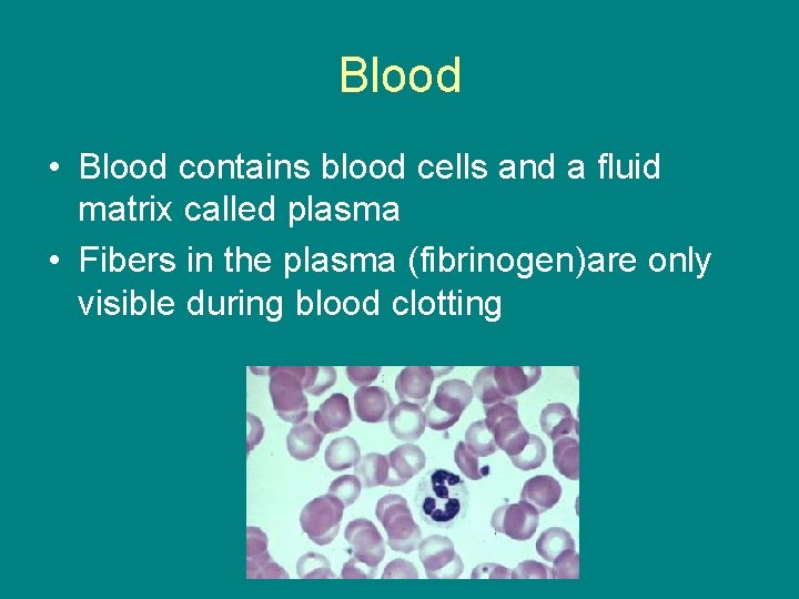 Blood • Blood contains blood cells and a fluid matrix called plasma • Fibers