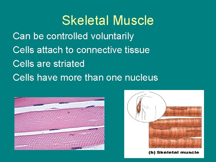 Skeletal Muscle Can be controlled voluntarily Cells attach to connective tissue Cells are striated