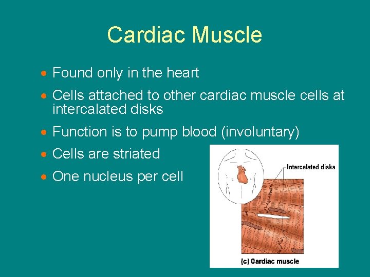 Cardiac Muscle · Found only in the heart · Cells attached to other cardiac