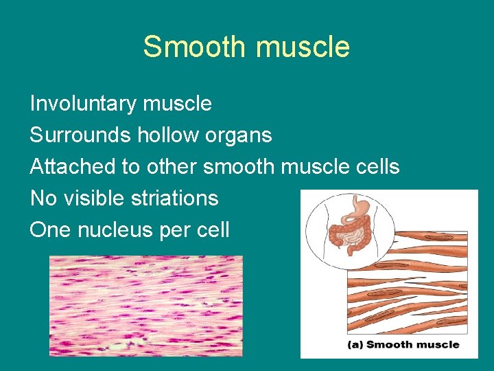 Smooth muscle Involuntary muscle Surrounds hollow organs Attached to other smooth muscle cells No