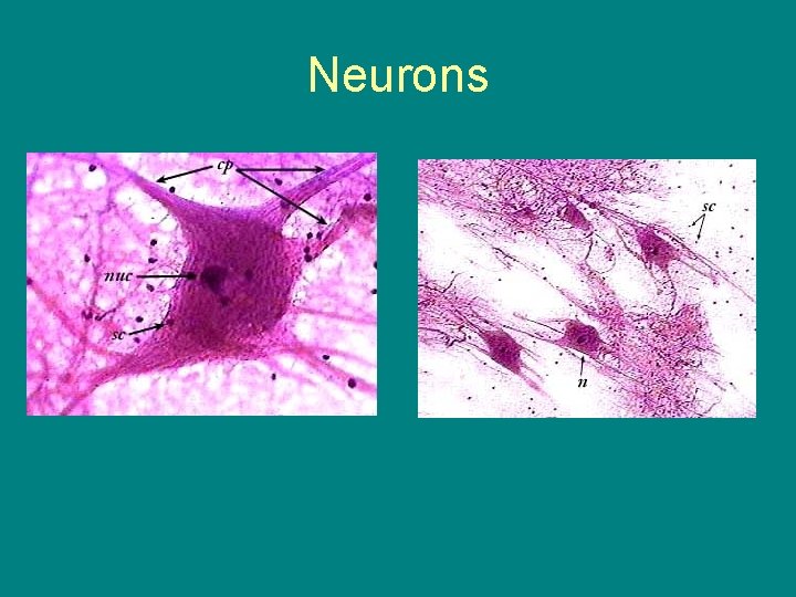 Neurons 