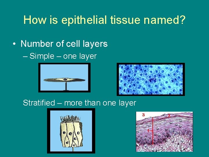 How is epithelial tissue named? • Number of cell layers – Simple – one