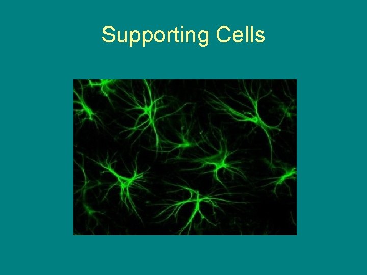 Supporting Cells 