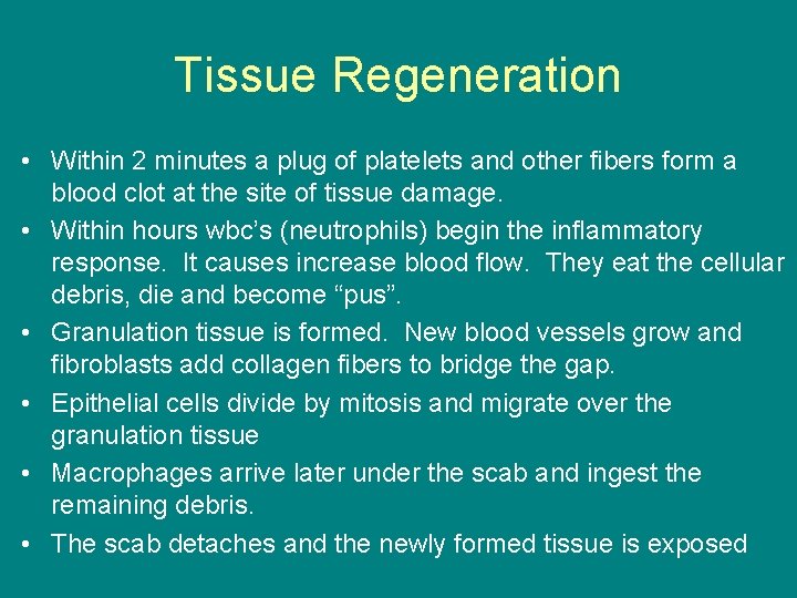 Tissue Regeneration • Within 2 minutes a plug of platelets and other fibers form