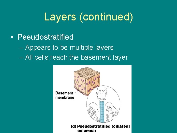 Layers (continued) • Pseudostratified – Appears to be multiple layers – All cells reach