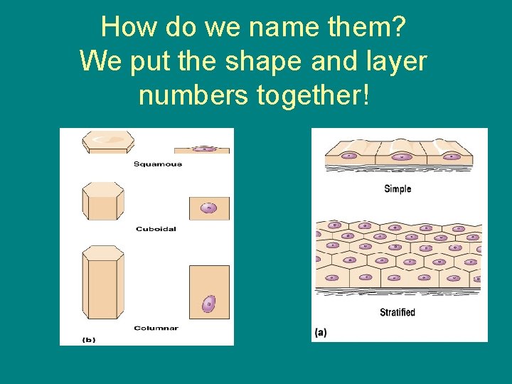 How do we name them? We put the shape and layer numbers together! 