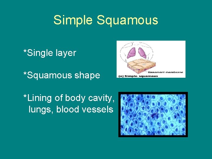 Simple Squamous *Single layer *Squamous shape *Lining of body cavity, lungs, blood vessels 
