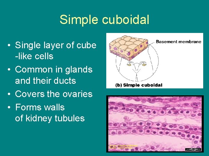 Simple cuboidal • Single layer of cube -like cells • Common in glands and