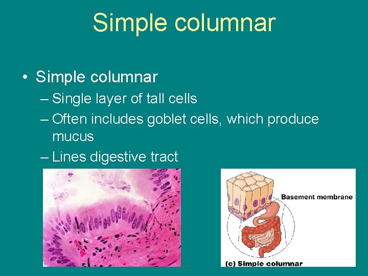 Simple columnar • Simple columnar – Single layer of tall cells – Often includes
