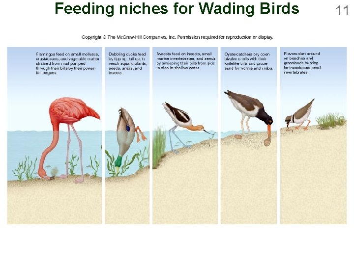 Feeding niches for Wading Birds 11 