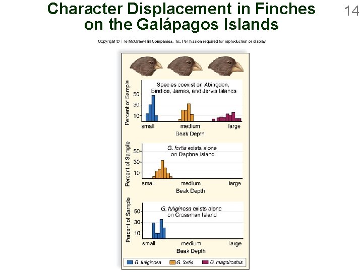 Character Displacement in Finches on the Galápagos Islands 14 