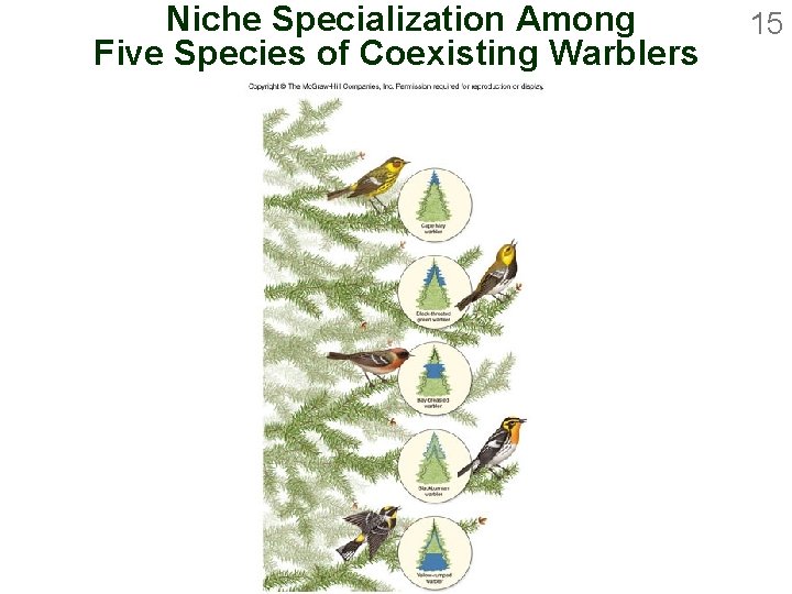 Niche Specialization Among Five Species of Coexisting Warblers 15 