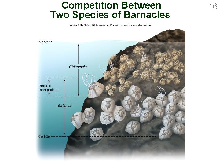 Competition Between Two Species of Barnacles 16 