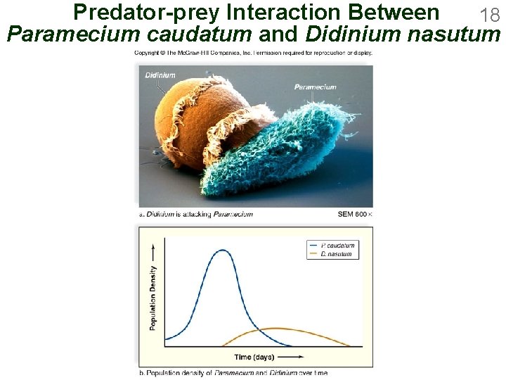 Predator-prey Interaction Between 18 Paramecium caudatum and Didinium nasutum 