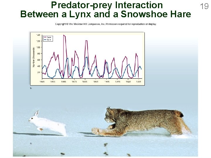 Predator-prey Interaction 19 Between a Lynx and a Snowshoe Hare 