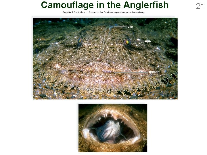 Camouflage in the Anglerfish 21 